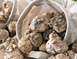 Order Spring-Planted Bulbs, Tubers & Corms
Garden Design
Calimesa, CA