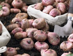 Order Your Summer Bulbs, Corms, & Tubers
Garden Design
Calimesa, CA