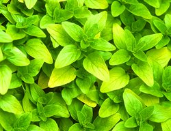 Oregano, Origanum
Garden Design
Calimesa, CA