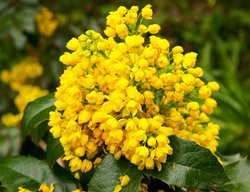 Oregon Grape Flowers, Yellow Flowers, Oregon Grape Plant
Shutterstock.com
New York, NY
