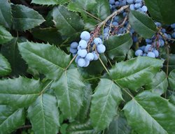 Oregon Grape Holly, Mahonia Aquifolium, Evergreen Holly
Garden Design
Calimesa, CA