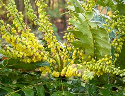 Oregon Grape, Mahonia, Evergreen Shrub
Garden Design
Calimesa, CA