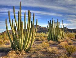 Organ Pipe Cactus, Stenocereus Thurberi
Shutterstock.com
New York, NY