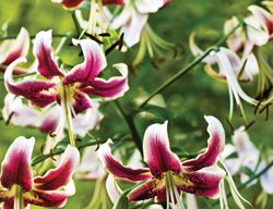  Orienpet Hybrid Lily, Scheherazade Lily
Garden Design
Calimesa, CA