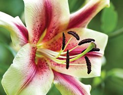 Orienpet Lily, Ot Hybrid, Oriental Trumpet Lily, Touching
Garden Design
Calimesa, CA