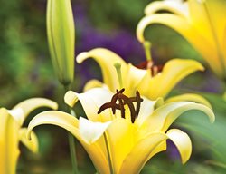 Orienpet Lily, Yellow Lily, Yelloween Lily
Garden Design
Calimesa, CA