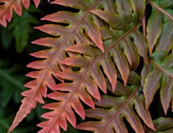 Oriental Chain Fern, Woodwardia
Lillyvilla Gardens
Portland, OR