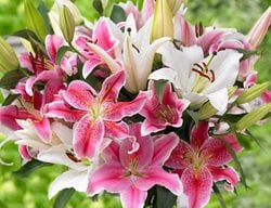 Oriental Lily Mix
Longfield Gardens
