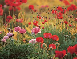 Oriental Poppies
Garden Design
Calimesa, CA