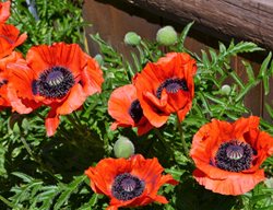 Oriental Poppy, Orange And Black Poppy Flowers
Shutterstock.com
New York, NY