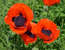 Oriental Poppy, Papaver Orientalis
Shutterstock.com
New York, NY