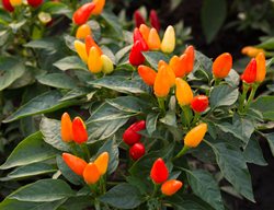 Ornamental Peppers
Shutterstock.com
New York, NY