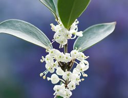 Osmanthus Heterophyllus Purpureus
Garden Design
Calimesa, CA