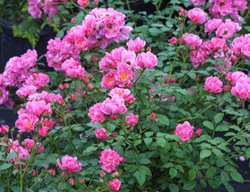 Oso Easy Double Pink Rose, Rosa Hybrid
Proven Winners
Sycamore, IL