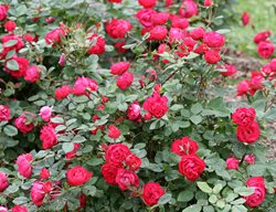 Oso Easy Double Red Rose, Landscape Rose
Proven Winners
Sycamore, IL