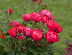 Oso Easy Double Red Rose, Red Landscape Rose
Proven Winners
Sycamore, IL