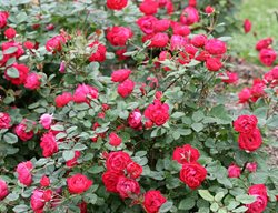 Oso Easy Double Red Rose, Red Rose, Shrub Rose, Rose Bush
Proven Winners
Sycamore, IL