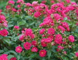 Oso Easy Easy Peasy Rose, Shrub Rose
Proven Winners
Sycamore, IL