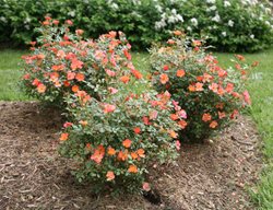 Oso Easy Hot Paprika Rose, Landscape Rose
Proven Winners
Sycamore, IL