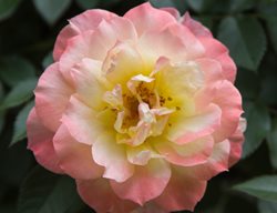 Oso Easy Italian Ice Rose, Pink And White Rose
Proven Winners
Sycamore, IL