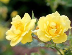 Oso Easy Lemon Zest Rose, Yellow Rose
Proven Winners
Sycamore, IL