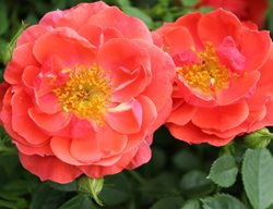 Oso Easy Mango Salsa Rose, Coral Rose
Proven Winners
Sycamore, IL