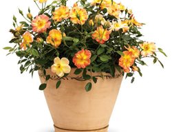 Oso Easy Paprika Rose, Yellow And Peach Rose In Container
Proven Winners
Sycamore, IL