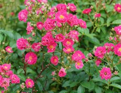 Oso Easy Peasy Rose, Shrub Rose
Proven Winners
Sycamore, IL