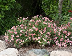 Oso Easy Petite Pink, Landscape Rose, Pink Rose
Proven Winners
Sycamore, IL
