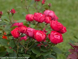 Oso Easy Rose, Double Red, Colorchoice
Proven Winners
Sycamore, IL