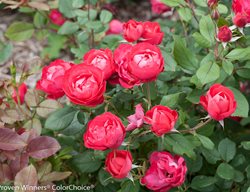 Oso Easy Rose, Rose Of The Year
Proven Winners
Sycamore, IL