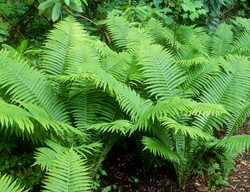 Ostrich Fern, Matteuccia Struthiopteris
Garden Design
Calimesa, CA
