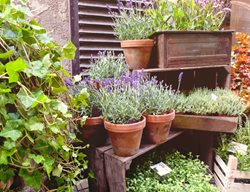 Outdoor Container Herb Garden, Growing Herbs Outdoors
Shutterstock.com
New York, NY