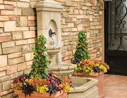 Outdoor Containers With Thunbergia
Proven Winners
Sycamore, IL