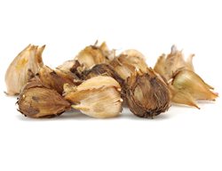 Oxalis Bulbs, Oxalis Iron Cross Bulbs
Shutterstock.com
New York, NY