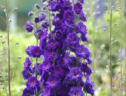 Pagan Purples Delphinium, Purple Delphinium
Proven Winners
Sycamore, IL