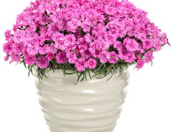 Paint The Town Fancy Dianthus, Dianthus Plant In Pot
Proven Winners
Sycamore, IL