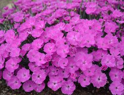 Paint The Town Fuchsia Dianthus, Pinks, Dianthus
Proven Winners
Sycamore, IL