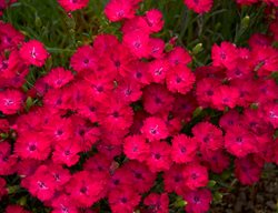 Paint The Town Magenta Dianthus, Pink Dianthus
Proven Winners
Sycamore, IL