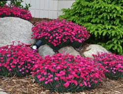 Paint The Town Magenta Dianthus, Pinks, Dianthus
Proven Winners
Sycamore, IL