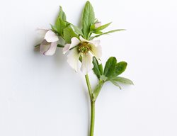 Painted-Bunting
Garden Design
Calimesa, CA