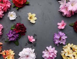 Painters Palette
Garden Design
Calimesa, CA