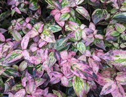 Paisley Pup Doghobble, Leucothoe
Proven Winners
Sycamore, IL