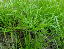 Palm Sedge, Carex Muskingumensis
Shutterstock.com
New York, NY