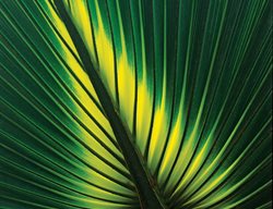 Palmetto Leaf
Garden Design
Calimesa, CA