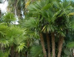 Palmetum
Garden Design
Calimesa, CA