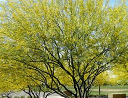 Palo Verde, Desert Tree, Parkinsonia
Mountain States Wholesale Nursery
Glendale , AZ