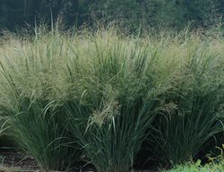 Panicum Virgatum 'northwind'
Garden Design
Calimesa, CA
