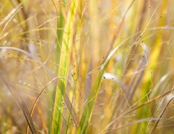 Panicum Virgatum 'northwind', Switchgrass
Jonathan Alderson Landscape Architects Inc.
Wayne, PA