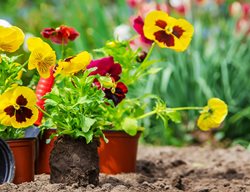 Pansies In Pots, Pansy Flowers In Pots
Shutterstock.com
New York, NY